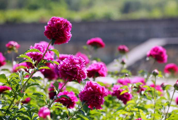 満開を迎えた?jī)颐鲌@のシャクヤク　北京