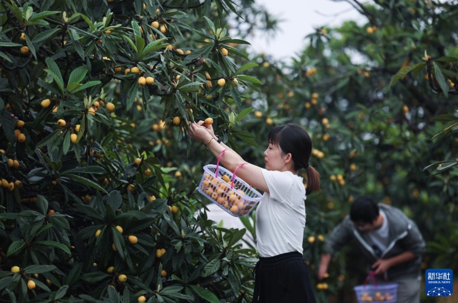 杭州市臨平區(qū)塘棲鎮(zhèn)塘北村にある露地ビワ栽培園で、実ったビワ狩りを楽しむ観光客（5月11日撮影?徐昱）。