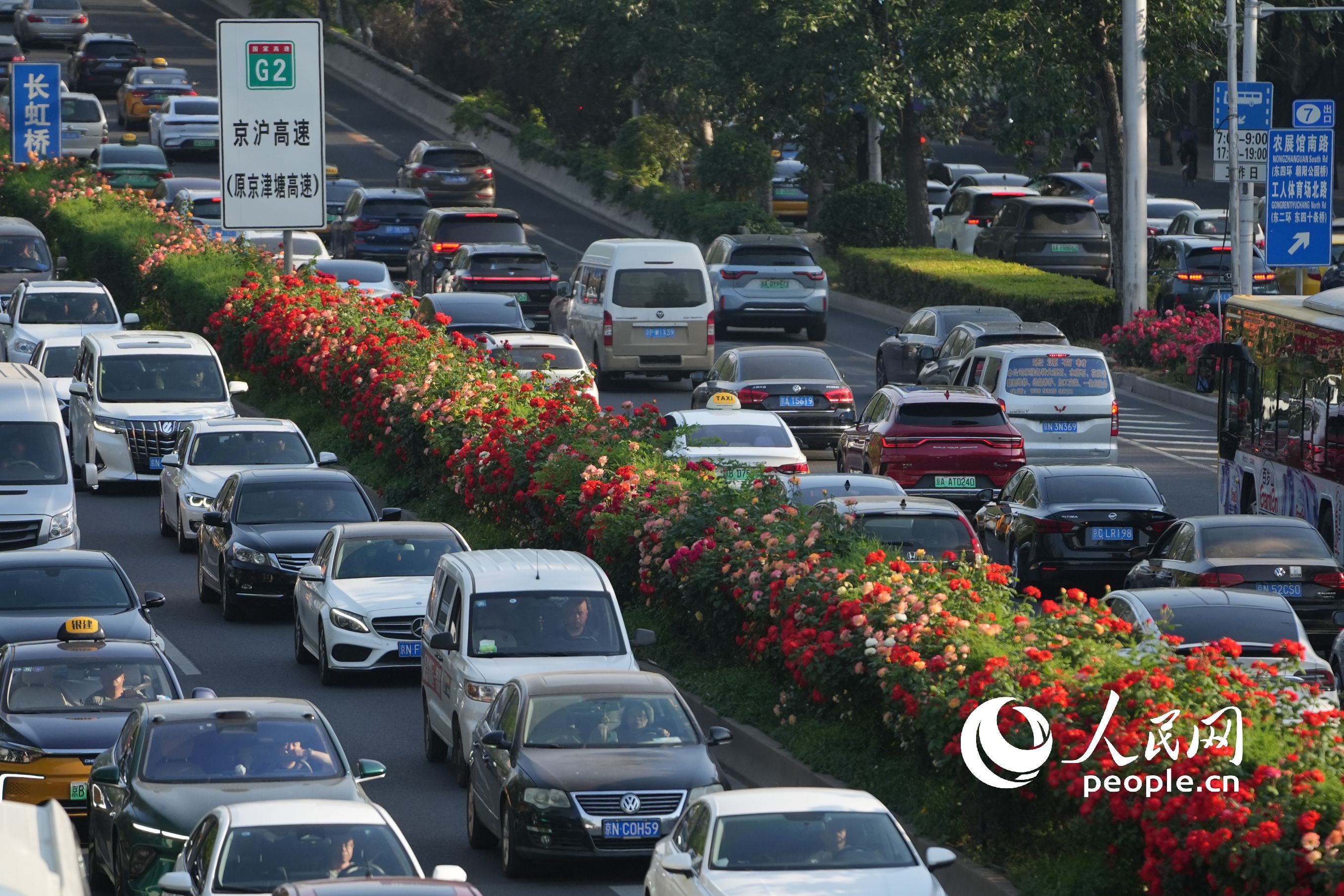 北京?三環(huán)路で美しく咲き誇るコウシンバラ（撮影?王天楽）。