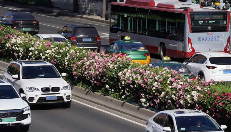 北京?三環(huán)路で美しく咲き誇るコウシンバラ。