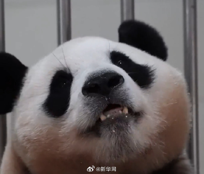 お腹にこぼしたエサまで食べちゃう！食いしん坊のパンダ「福寶」　四川省