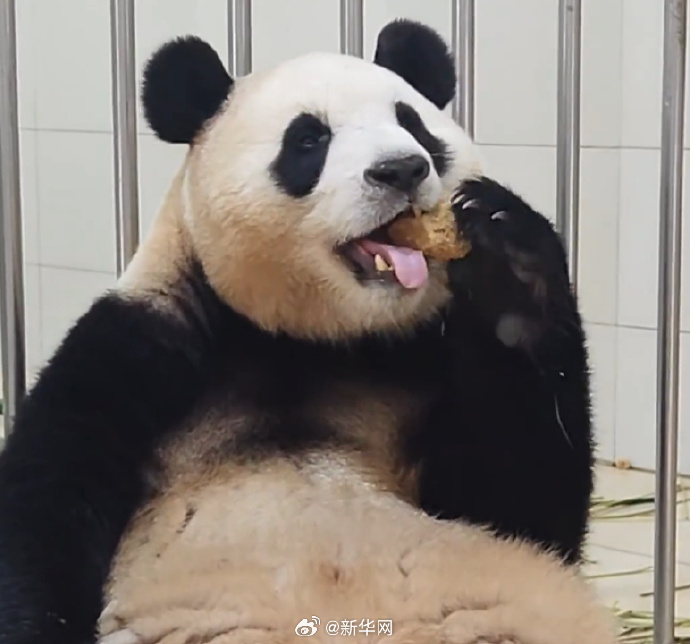 お腹にこぼしたエサまで食べちゃう！食いしん坊のパンダ「福寶」　四川省