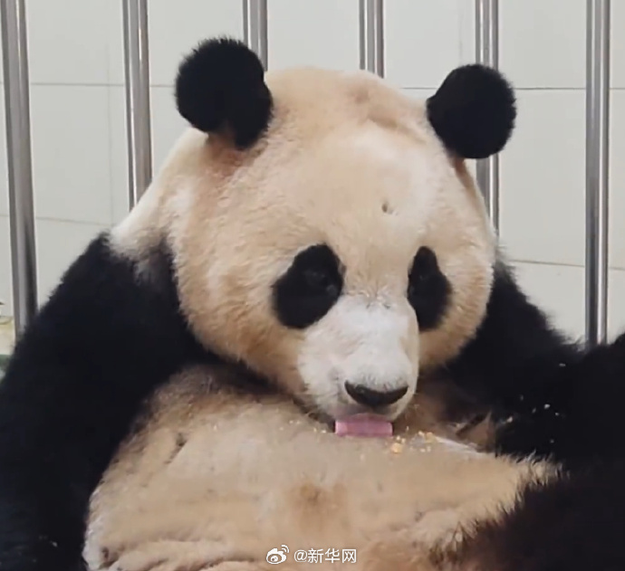 お腹にこぼしたエサまで食べちゃう！食いしん坊のパンダ「福寶」　四川省