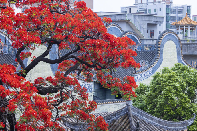 嶺南の「鑊耳屋根」に映える真っ赤なホウオウボクの花　広東省