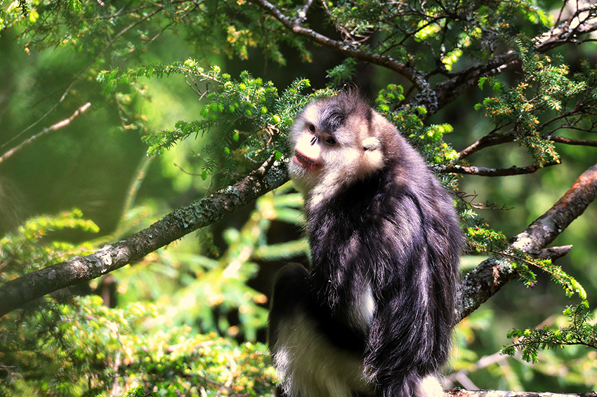 ウンナンシシバナザル（寫真提供?怒江州林業(yè)?草原局）。