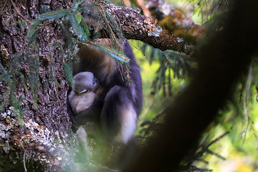 子ザルを抱いているウンナンシシバナザル（寫真提供?怒江州林業(yè)?草原局）。