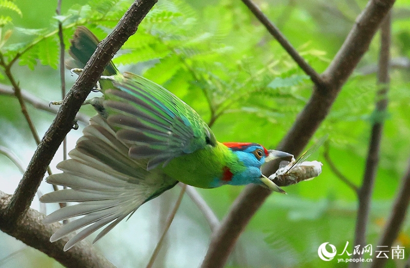 アオノドゴシキドリがエサをとらえた瞬間。（撮影?王靖生）