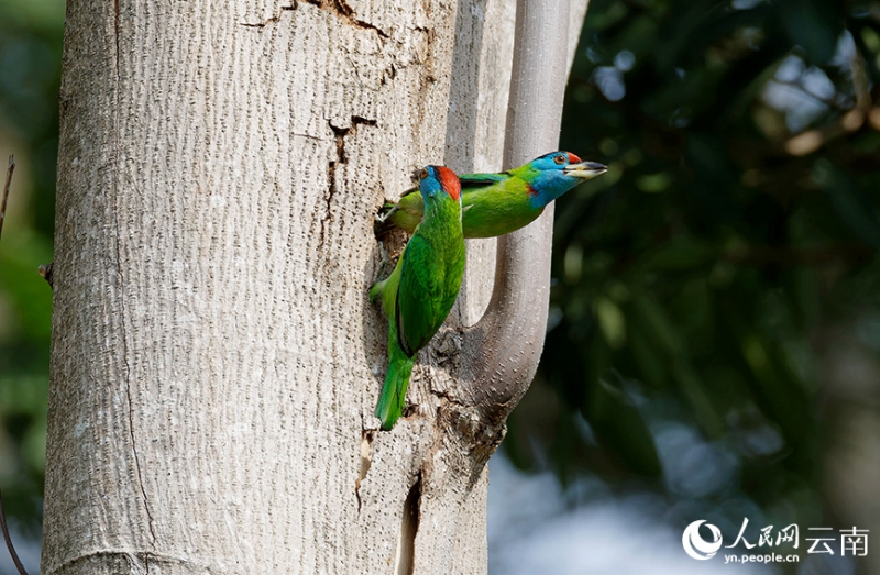  つがいのアオノドゴシキドリが幼鳥(niǎo)にエサを與える様子。（撮影?和兆南）