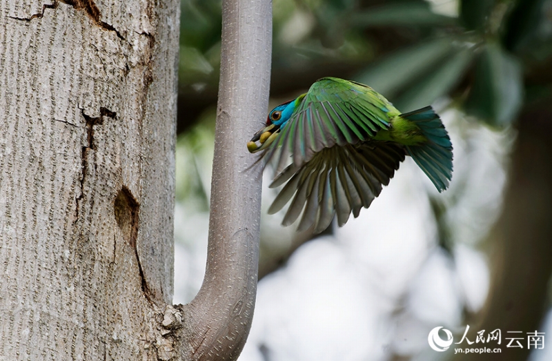  アオノドゴシキドリがエサをくわえて戻ってきた。（撮影?和兆南）