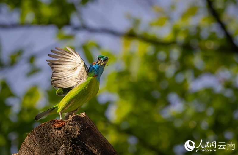 昆蟲(chóng)をつかまえたアオノドゴシキドリ。（撮影?司忠誠(chéng)）