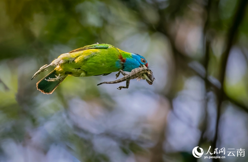  トカゲをつかまえたアオノドゴシキドリ。（撮影?司忠誠(chéng)）