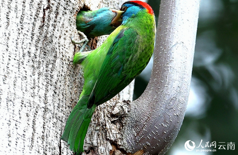  幼鳥(niǎo)にエサを與えるアオノドゴシキドリ。（撮影?王靖生）