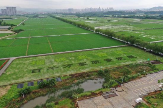 増城區(qū)絲苗米現(xiàn)代農(nóng)業(yè)産業(yè)パーク。（畫像提供は取材先）