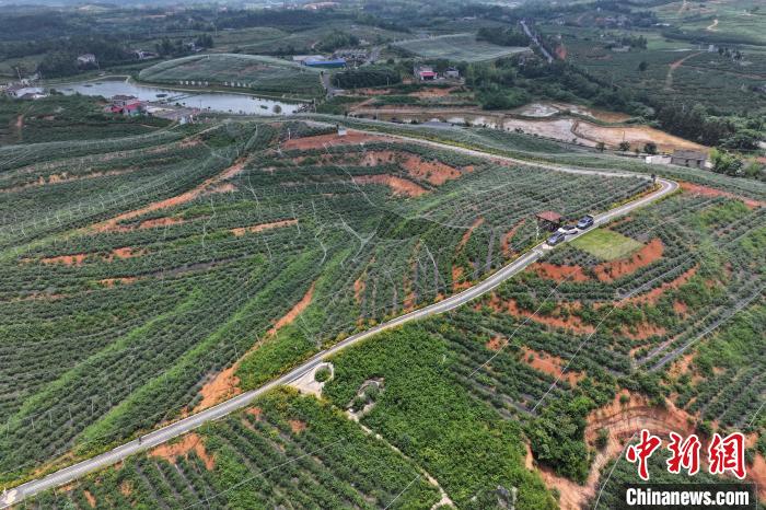 豊作を迎えた湖南省で最大規(guī)模を誇るブルーベリー栽培拠點(diǎn)