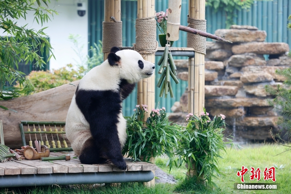 パンダの「雅吉」が10歳に　山東省済南