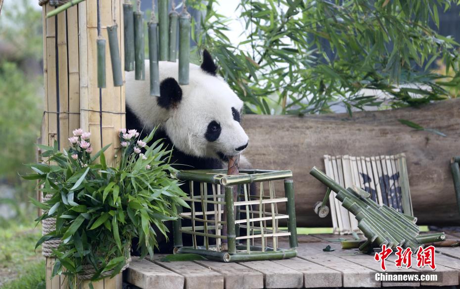 パンダの「雅吉」が10歳に　山東省済南