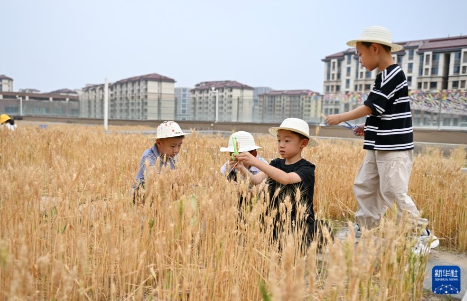 各種措置を講じて教育の質(zhì)の高い発展を促進　河北省雄安新區(qū)