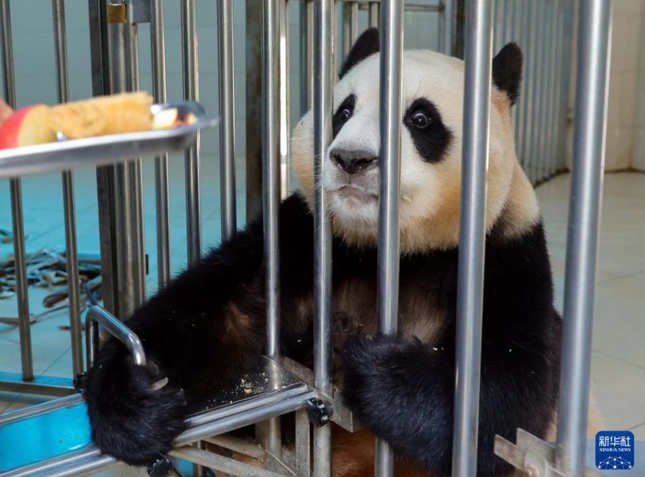 韓國(guó)から帰國(guó)した「福寶」の日常は？　パンダ保護(hù)センター神樹坪基地