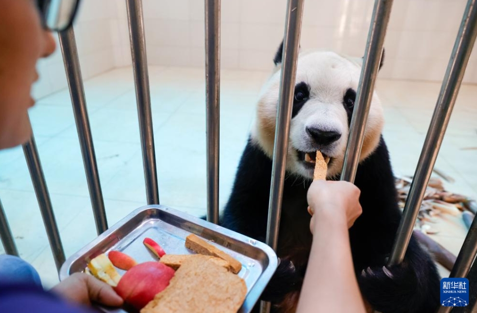 韓國から帰國した「福寶」の日常は？　パンダ保護(hù)センター神樹坪基地