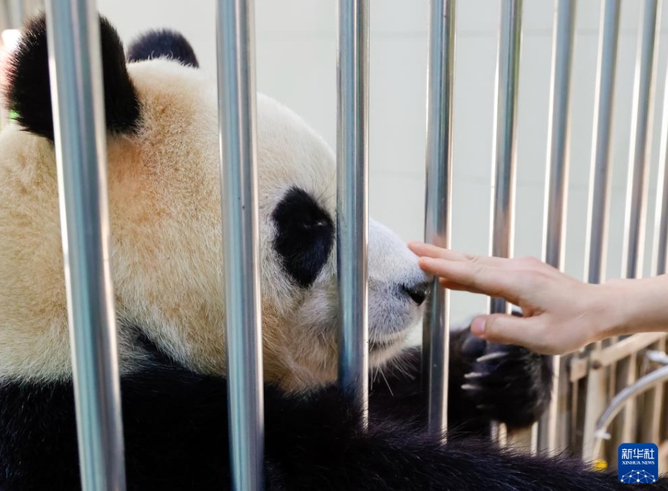 韓國から帰國した「福寶」の日常は？　パンダ保護センター神樹坪基地