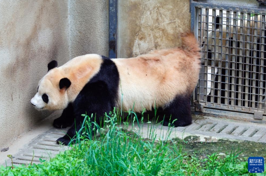 韓國から帰國した「福寶」の日常は？　パンダ保護(hù)センター神樹坪基地