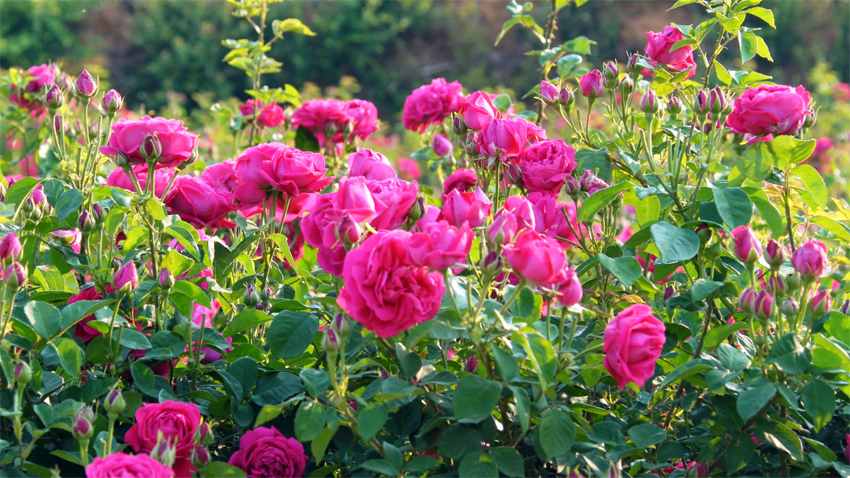 満開を迎えた雲(yún)南省安寧市八街街道の食用バラ。（寫真提供は安寧市メディアコンバージェンスセンター）