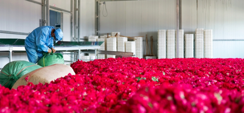 バラ加工工場が買い取ったバラの花。（寫真提供は安寧市メディアコンバージェンスセンター）