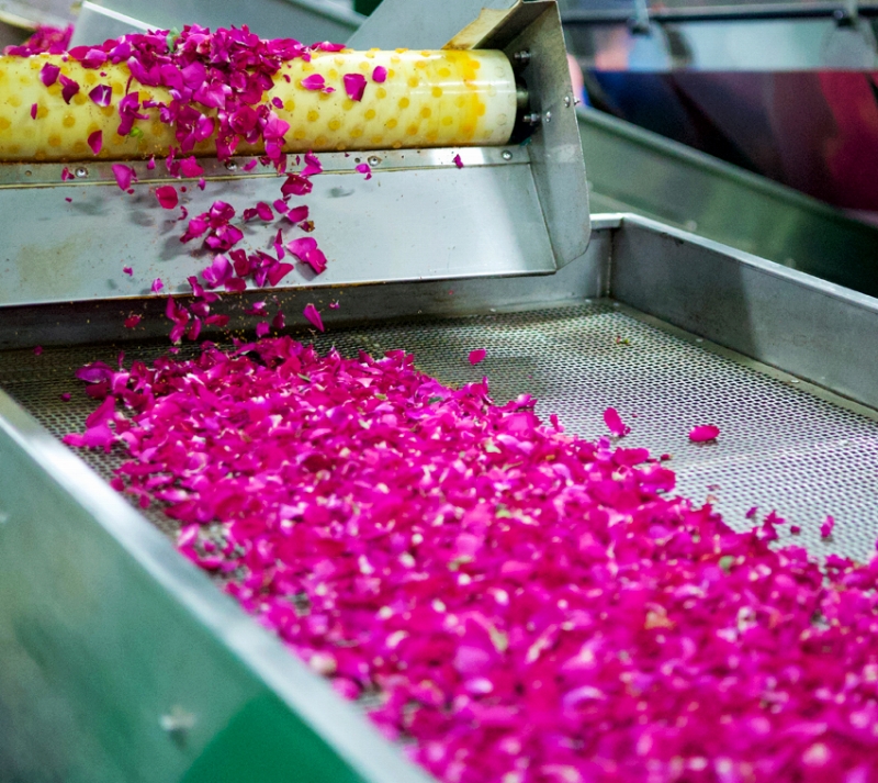 ベルトで運(yùn)ばれるバラの花びら。（寫真提供は安寧市メディアコンバージェンスセンター）