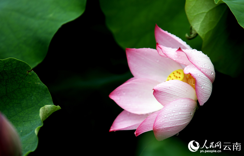 雨上がりのハスを眺める　雲(yún)南省普者黒
