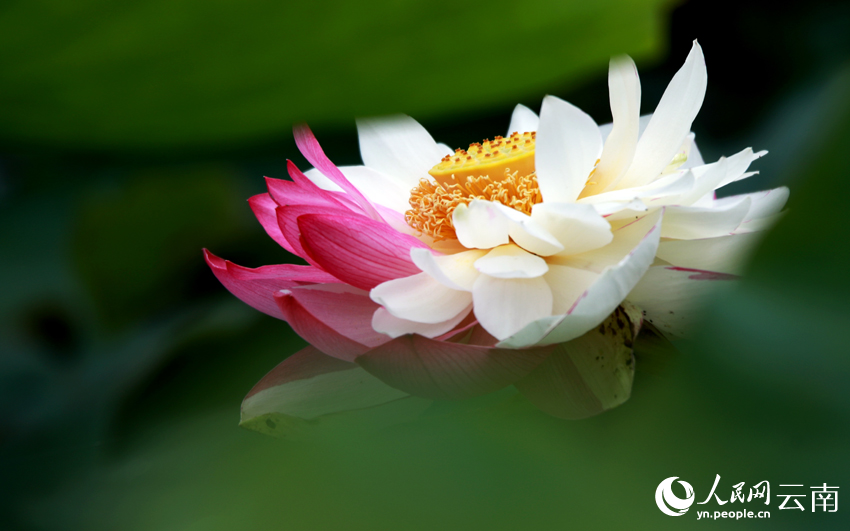 雨上がりのハスを眺める　雲(yún)南省普者黒