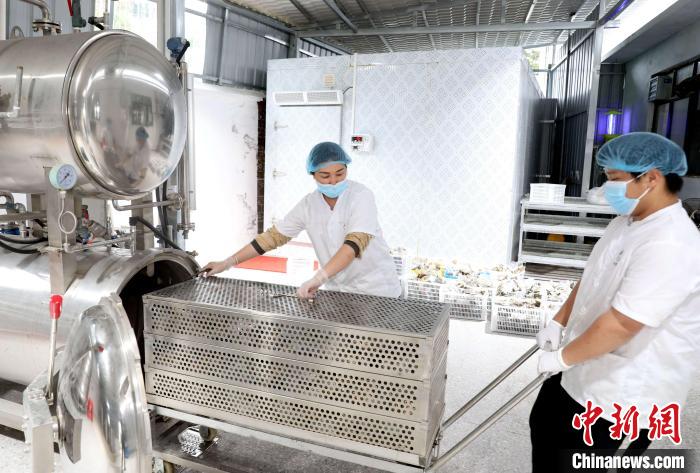 端午節(jié)控え、ちまき作りに追われるメーカー　広西?三江