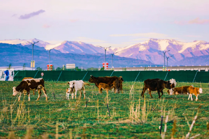 鮮やかで美しい阿爾泰の四季　新疆