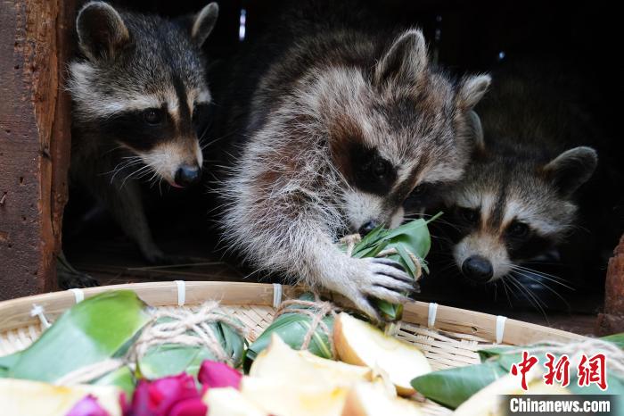 端午節(jié)を控え、特製ちまきを楽しむ動物たち　雲(yún)南省昆明