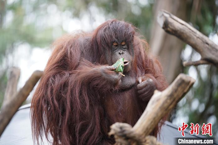 端午節(jié)を控え、特製ちまきを楽しむ動物たち　雲(yún)南省昆明