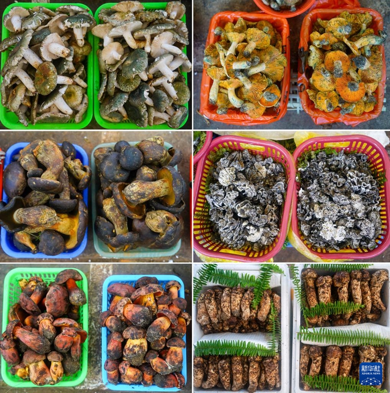 収穫シーズン到來！　様々な野生キノコ並ぶ雲(yún)南省のキノコ取引市場