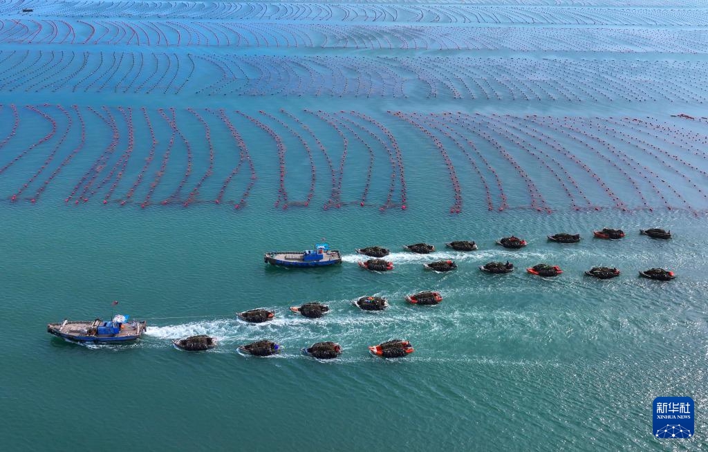 昆布の収穫シーズン迎えた山東省栄成