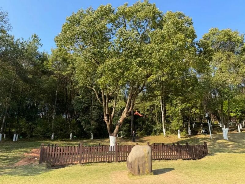 習(xí)近平氏が福建省長汀県の土壌保全科學(xué)教育パークに寄贈したクスノキ（學(xué)習(xí)時報より）