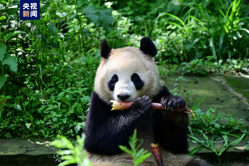ジャイアントパンダの「鑫寶」。