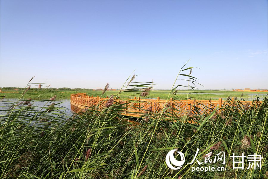 風に揺れる葦原が美しい砂漠のオアシス　甘粛省酒泉