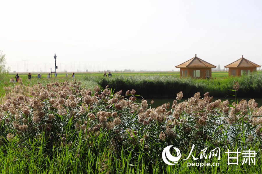 風(fēng)に揺れる葦原が美しい砂漠のオアシス　甘粛省酒泉