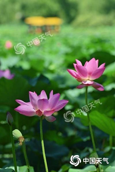 【音聲ニュース】ハスの花の見頃はいつ？全國(guó)鑑賞マップでチェック！