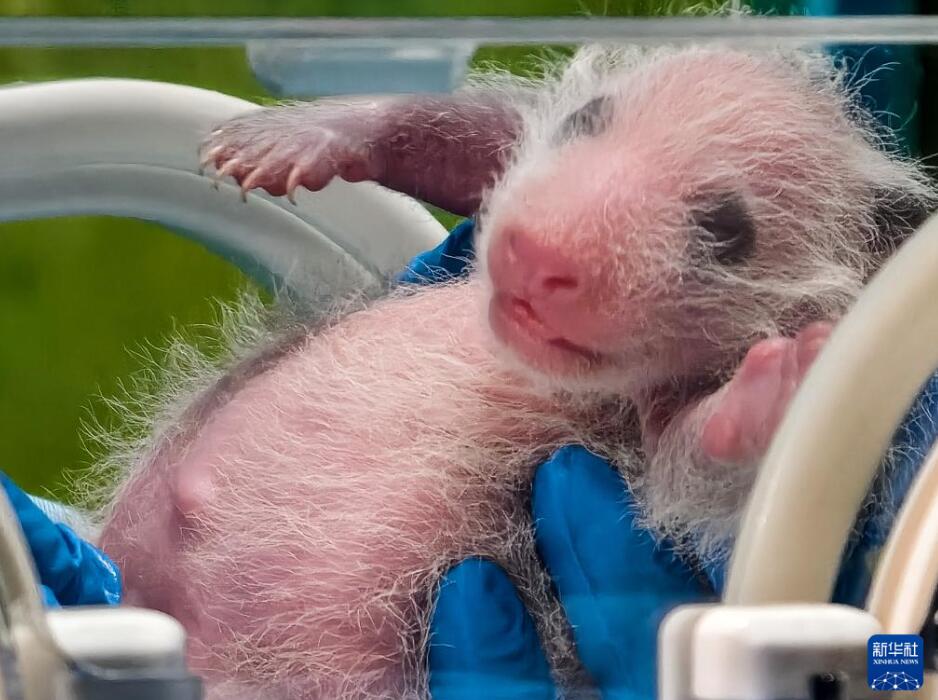 広州長(zhǎng)隆野生動(dòng)物世界の3つ子のパンダの長(zhǎng)女がお母さんに 広東省