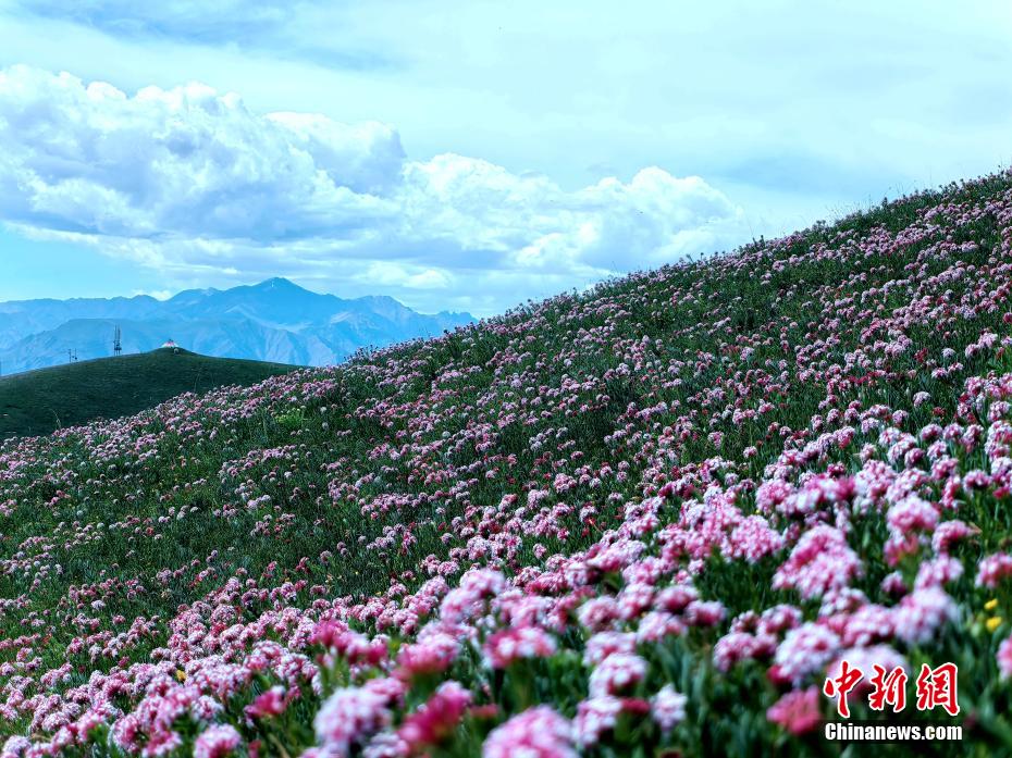 雲(yún)?雪山?花がコラボした絶景広がる青海省祁連県