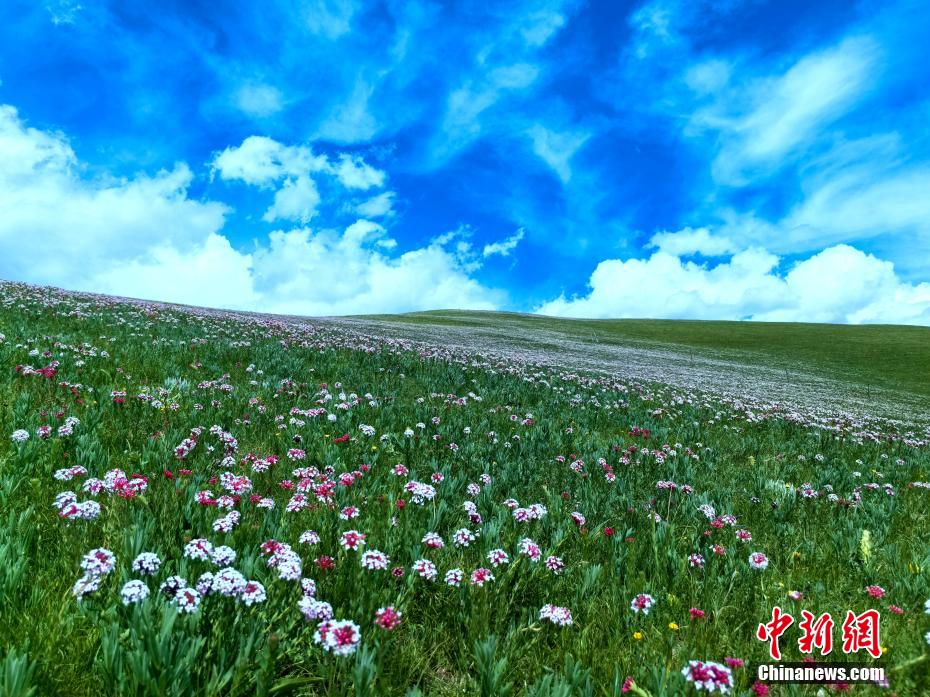 雲?雪山?花がコラボした絶景広がる青海省祁連県