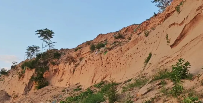 永定河の川辺の土の斜面に作られた200個(gè)以上のツバメの巣（寫真提供?大興區(qū)園林緑化局）。