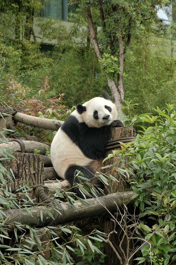食って寢て可愛(ài)さ全開