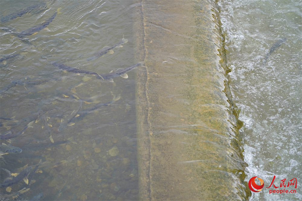 遡上する「青海湖裸鯉」（ 撮影?楊啓紅）。
