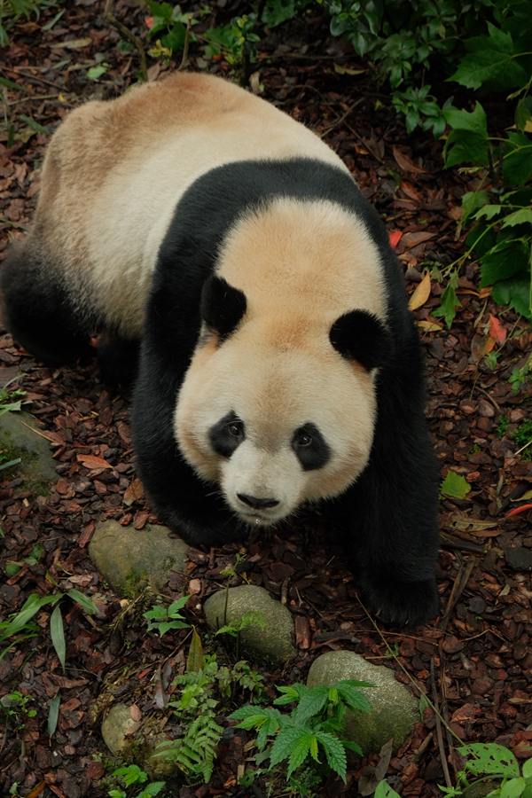 パンダ様の生態(tài)観察（笑）