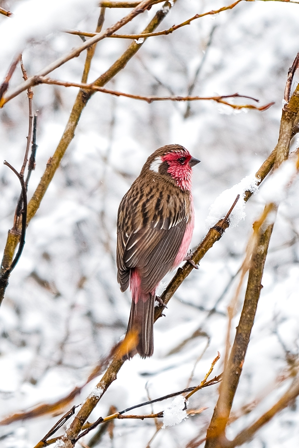 白雪の中の紅一點(diǎn)