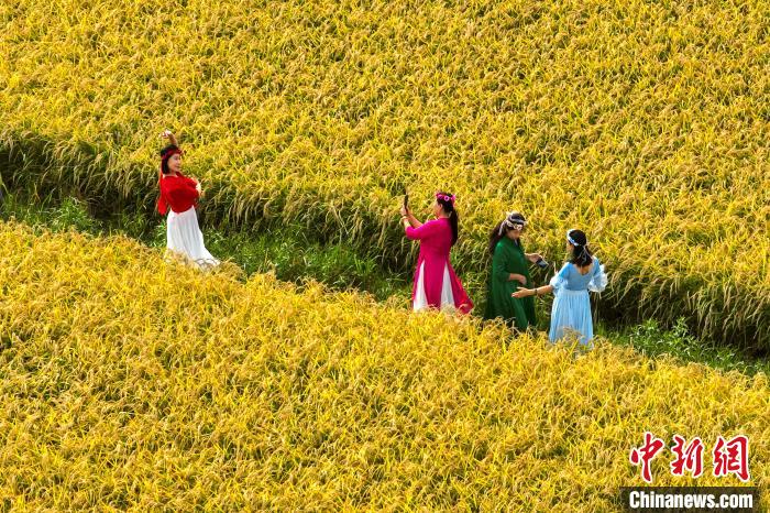 稲穂が黃金色に輝き、息を呑むような美しい景色が広がる三合村で記念寫真を撮影する観光客たち（資料寫真?撮影?包寶音徳力格爾）。